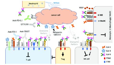 Effects Of Galectin And In The Control Of Different Types Of