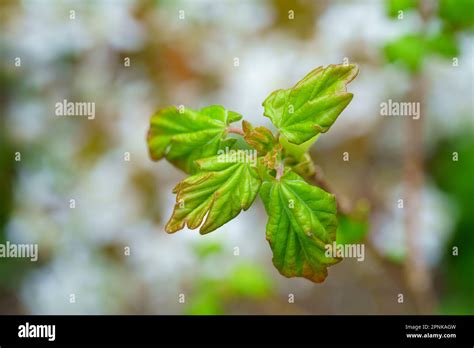 Primo Piano Del Fogliame Primaverile Immagini E Fotografie Stock Ad