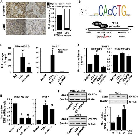 B Catenintcf4 Transactivated Zeb1 Expression A Immunohistochemical Download Scientific