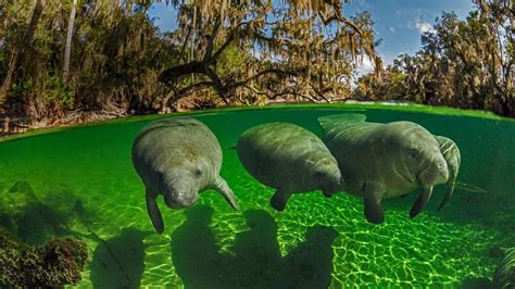 Bing Hd Wallpaper Nov 8 2018 Manatees Rebound Bing Wallpaper Gallery