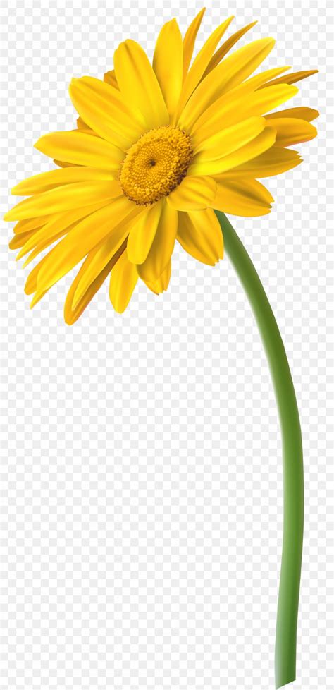 Yellow Daisy Flower Clip Art