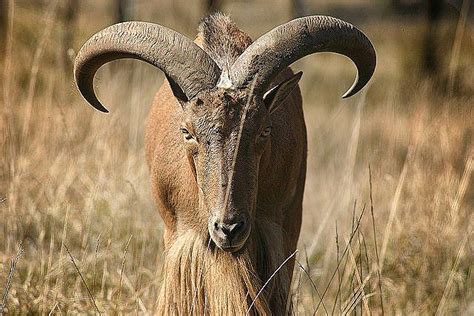 Aoudad or Barbary Sheep | Sheep, Safari photography, Wildlife safari