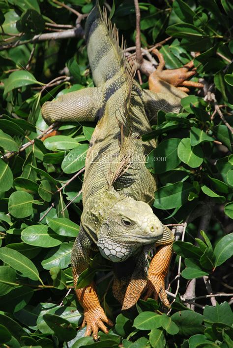 Gallina de Palo en Puerto Rico. Fotos, Imagenes y Fotografias