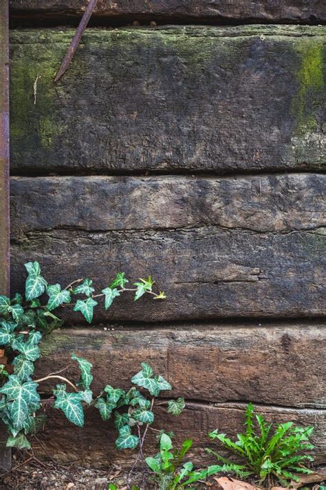 Plante Grimpante Verte Sur Le Vieux Fond En Bois De Barrière Photo