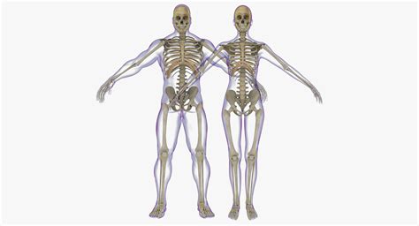 Full Male And Female Skeleton Anatomy 3d Model Rigged Cgtrader