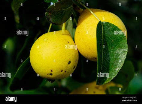 Two Yellow Fruits With Small Black Spots Hang From A Tree Surrounded