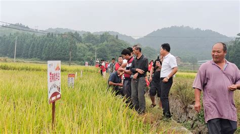 苏仙区举办2022年水稻新品种展示示范现场观摩会苏仙新闻网