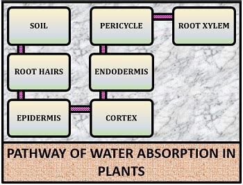 Absorption Of Water In Plants Definition Types Mechanism Biology