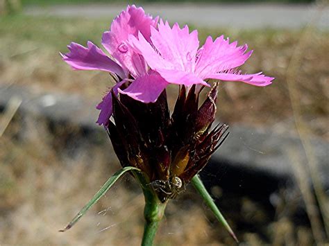 Karthäuser Nelke Dianthus carthusianorum NGID1700244869 Flickr