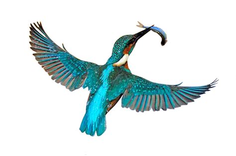 Kingfisher Bird Png Transparent Images Png All