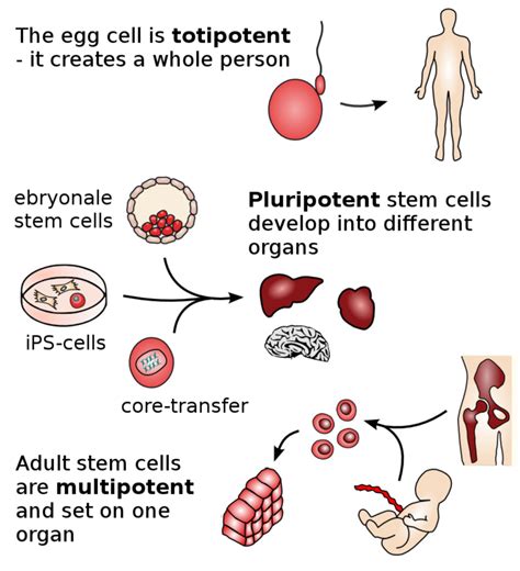 What are stem cells? Medical and scientific facts