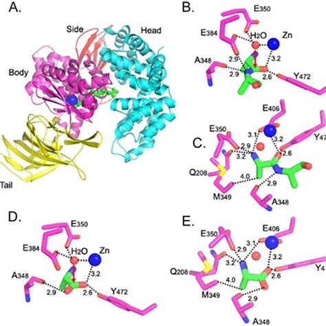 Catalytic Mechanism Of PAPN A Overall Structure Of PAPN Complexed