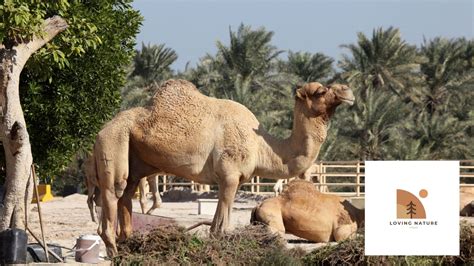 T191+ Of The Best Camel Names: Unique Ideas to Name Your Pet Camel