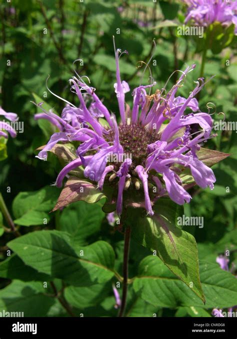 Wild Bergamot Bee Balm Monarda Fistulosa Inflorescence Stock Photo