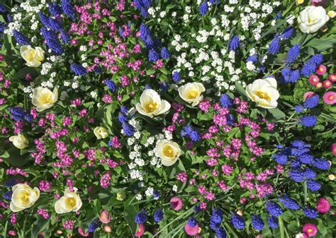 start  flower garden farmers almanac plan  day grow