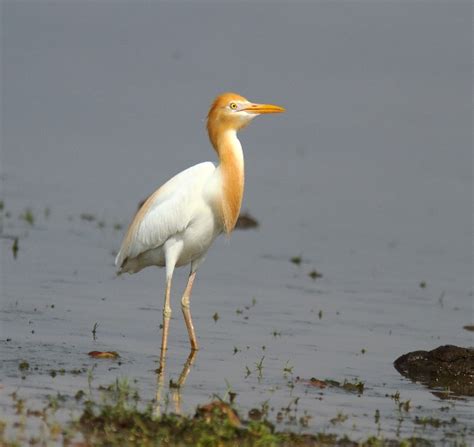 Ramsar Site Pong Dam Turns In A Healthy Summer Bird Count Hill Post