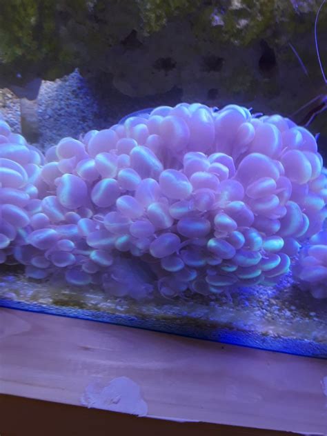 Florida - Large bubble coral | REEF2REEF Saltwater and Reef Aquarium Forum