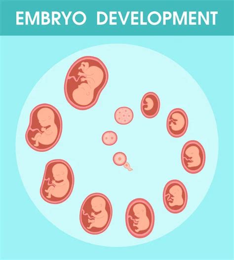 Crecimiento Fetal Desarrollo Del Feto En El Tero De La Madre Hasta El