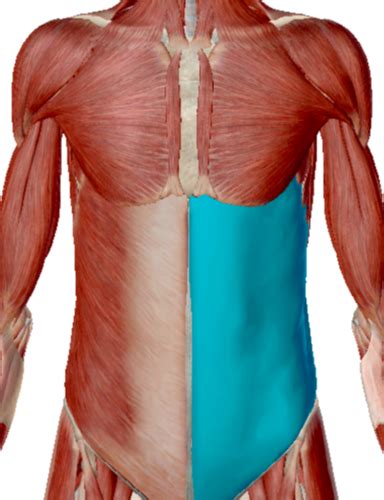 Muscles Of The Abdominal Wall Thorax Pelvic Floor Perineum