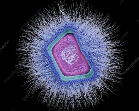 Giant Virus Structure Illustration Stock Image F042 5969 Science