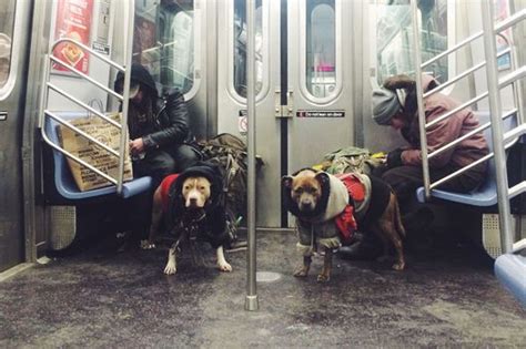 Dogs Have Been Delaying Trains For 111 Years Nymag