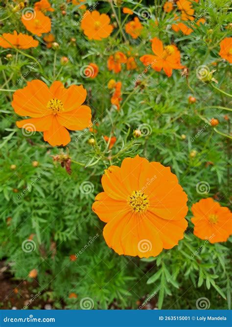 Planta De Cosmos Amarillo Sulfo Con Hojas Verdes Imagen De Archivo