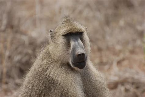 Baboon eating fruit — Stock Photo © dmussman #8902914