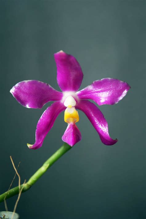 Phalaenopsis Pulchra Orchidaceae