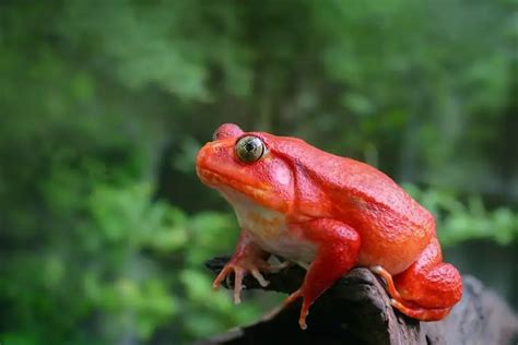 Tomato Frog What To Know Before Buying Everything Reptiles