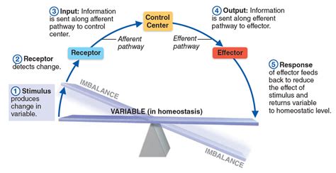 Homeostasis Chapter 1 The Human Body An Orientation Essentials Of