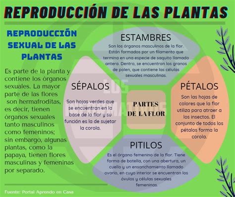 Reproducción Sexual De Las Plantas Los Informativos