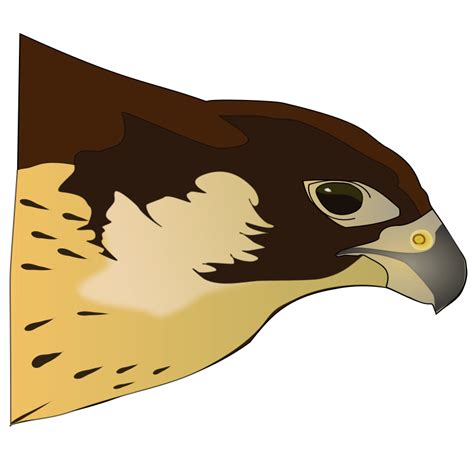 Hawk Vector Png - ClipArt Best