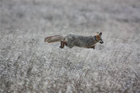 Friends of the Island Fox: Zoos Helping Island Foxes