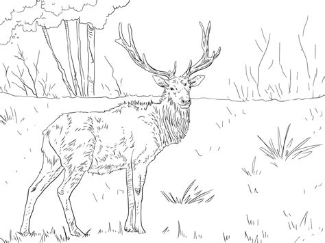 Roosevelt Elk Coloring Page ColouringPages