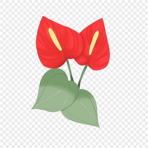 Gambar Anthurium Png Unduh Gratis Lovepik