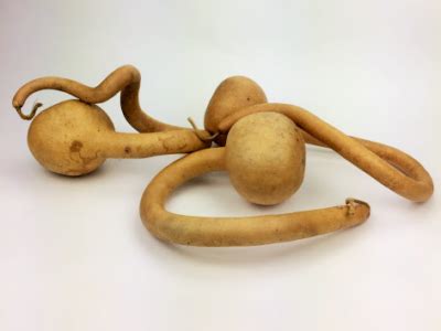 Large Long Curly Dipper Gourd Amish Gourds