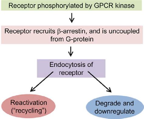 1 Opioid receptor regulation. Ligand binding to the opioid receptors... | Download Scientific ...