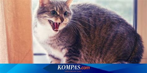 Tanda Tanda Kucing Terkena Rabies Apa Saja Kompas