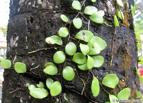 Dragon S Scale Fern Pyrrosia Piloselloides