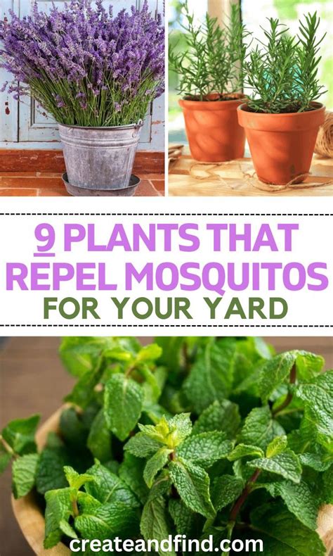 Plants That Repel Mosquitos Potted Plants Outdoor Mosquito Repelling