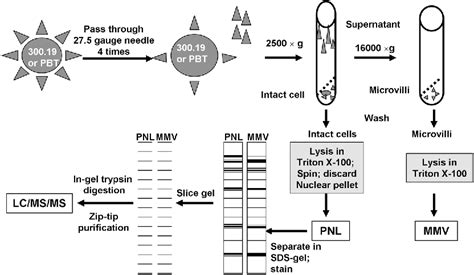 Figure 1 From Enrichment Of Distinct Microfilament Associated And Gtp