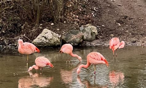 Lancement De La Saison Au Parc Floral D Orl Ans La Source Pour