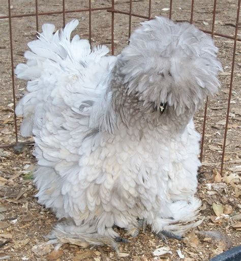 Frizzle Chicken