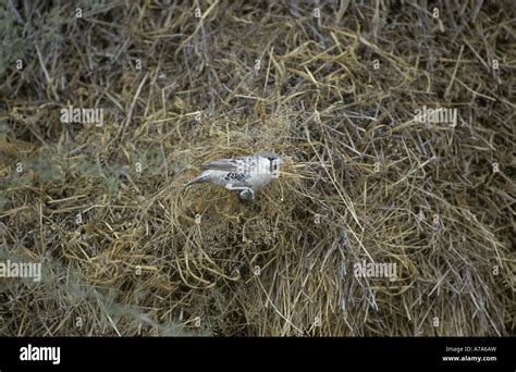 Sociable Weaver Philetairus Socius On Communal Nest Namibia Stock Photo