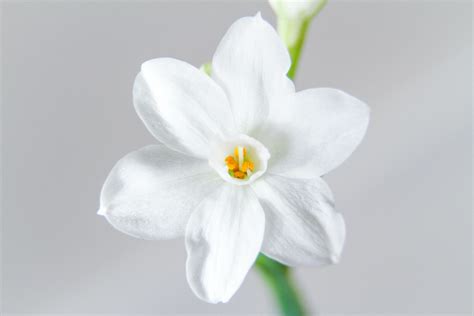 Paperwhite Narcissus — Weston Wholesale