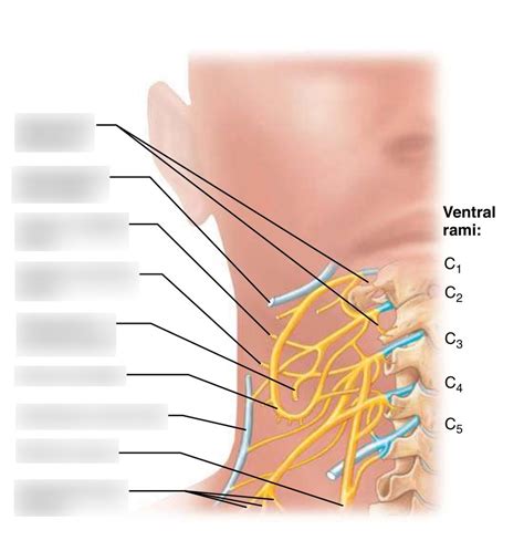 Cervical Plexus Diagram Quizlet