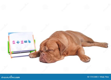 Dog Teaching Math Royalty Free Stock Photo - Image: 17312385