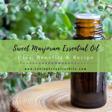 Sweet Marjoram Essential Oil Uses, Benefits and Recipes Spotlight