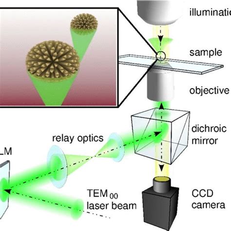 Schematic Representation Of A Holographic Optical Trapping System A