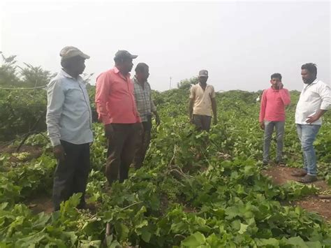 Unseasonal Rains Updates Rabi Crop Loss Marathwada Nashik Parbhani Flood अवकाळी पावसाचा तडाखा